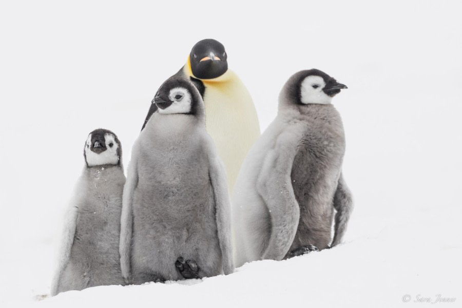 OTL23-23, Day 4, Emperor Penguins 2 © Sara Jenner - Oceanwide Expeditions.jpg