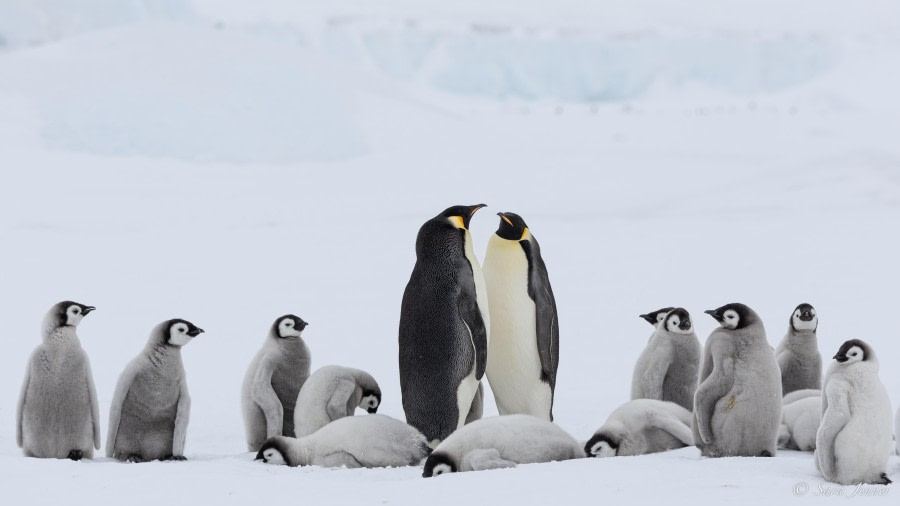 OTL23-23, Day 4, Emperor Penguins 3 © Sara Jenner - Oceanwide Expeditions.jpg