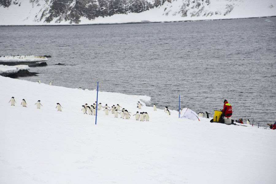 OTL23-23, Day 5, Adelie parade at Hope Bay © Gary Miller - Oceanwide Expeditions.JPG