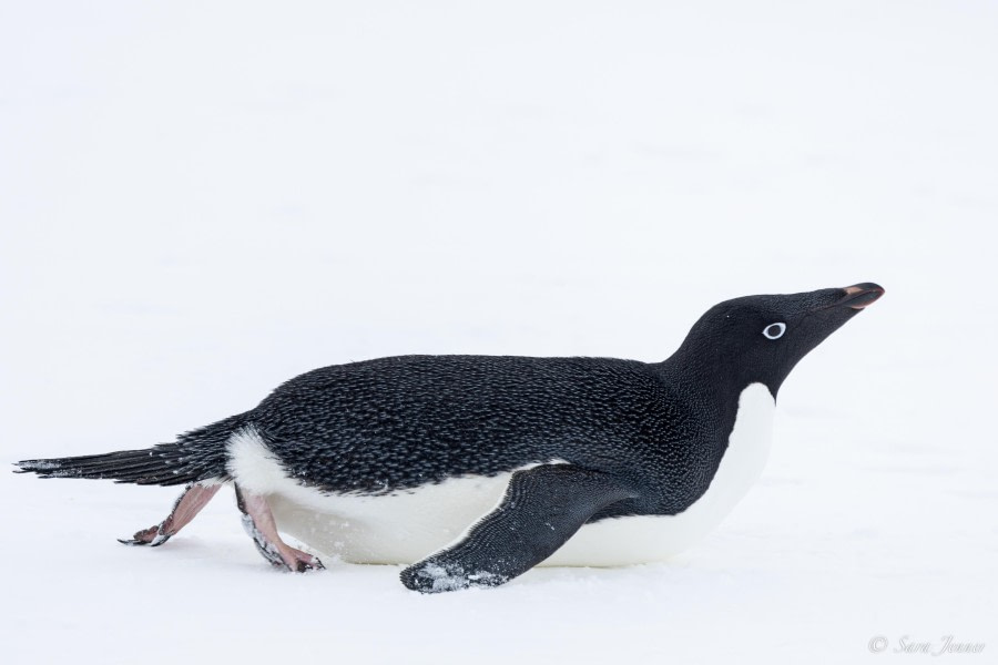 OTL23-23, Day 5, Adelie Penguin 2 © Sara Jenner - Oceanwide Expeditions.jpg