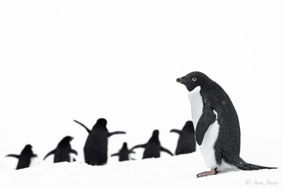 OTL23-23, Day 5, Adelie Penguins © Sara Jenner - Oceanwide Expeditions.jpg