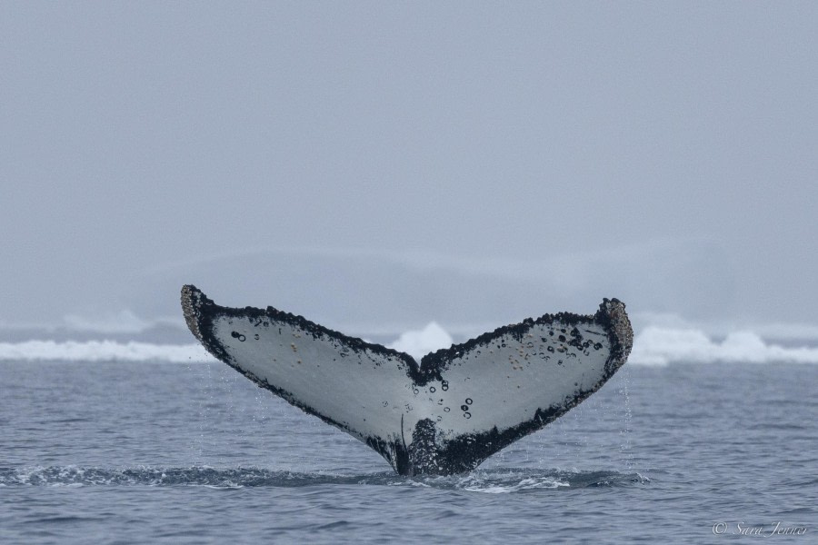 OTL23-23, Day 5, Humpback fluke © Sara Jenner - Oceanwide Expeditions.jpg