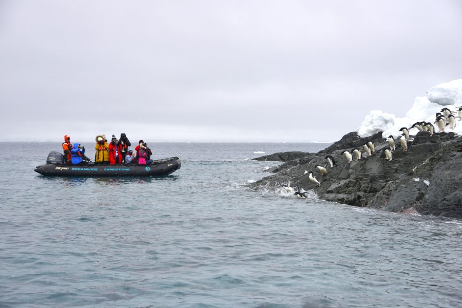 OTL23-23, Day 5, Zodiac with Adelies jumping in © Gary Miller - Oceanwide Expeditions.JPG