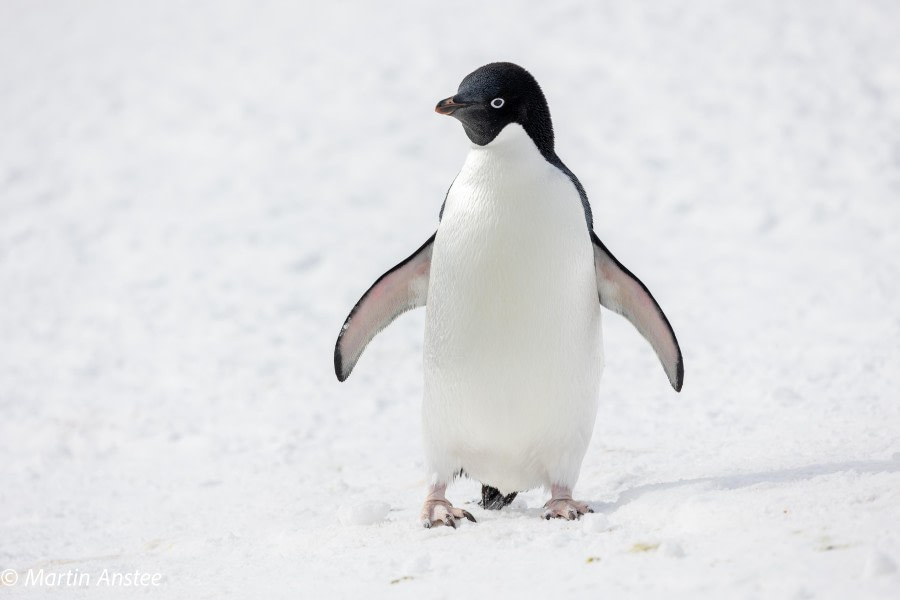 OTL23-23, Day 7, Adelie penguin © Martin Anstee - Oceanwide Expeditions.jpg