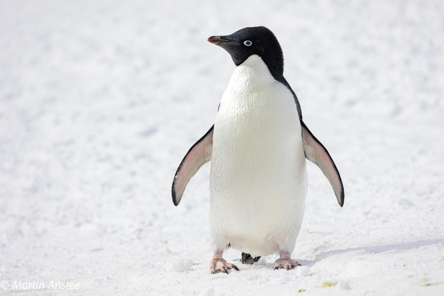 OTL23-23, Day 7, Adelie Penguin 2 © Martin Anstee - Oceanwide Expeditions.jpg