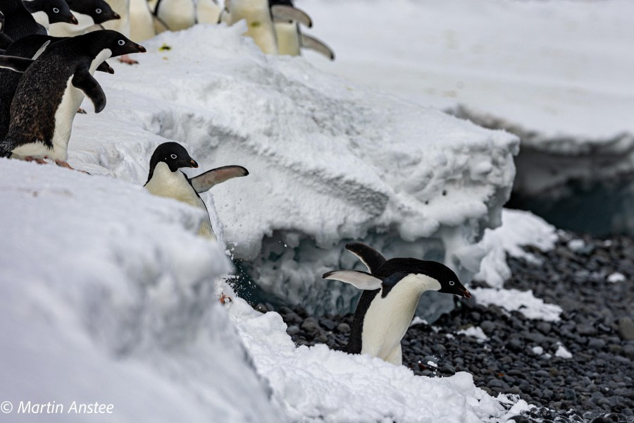 OTL23-23, Day 7, Adelie Penguins © Martin Anstee - Oceanwide Expeditions.jpg