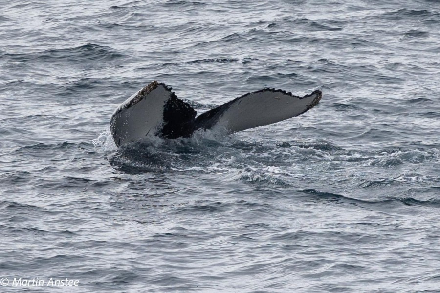 OTL23-23, Day 8, Whales 3 © Martin Anstee - Oceanwide Expeditions.jpg