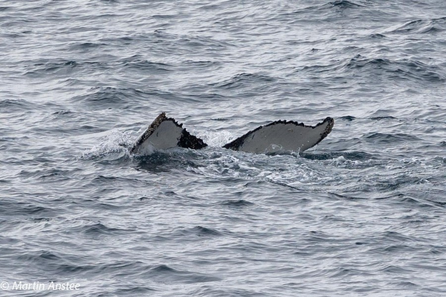 OTL23-23, Day 8, Whales 4 © Martin Anstee - Oceanwide Expeditions.jpg