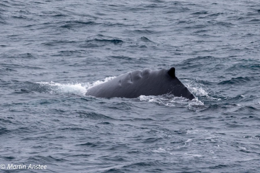 OTL23-23, Day 8, Whales 5 © Martin Anstee - Oceanwide Expeditions.jpg