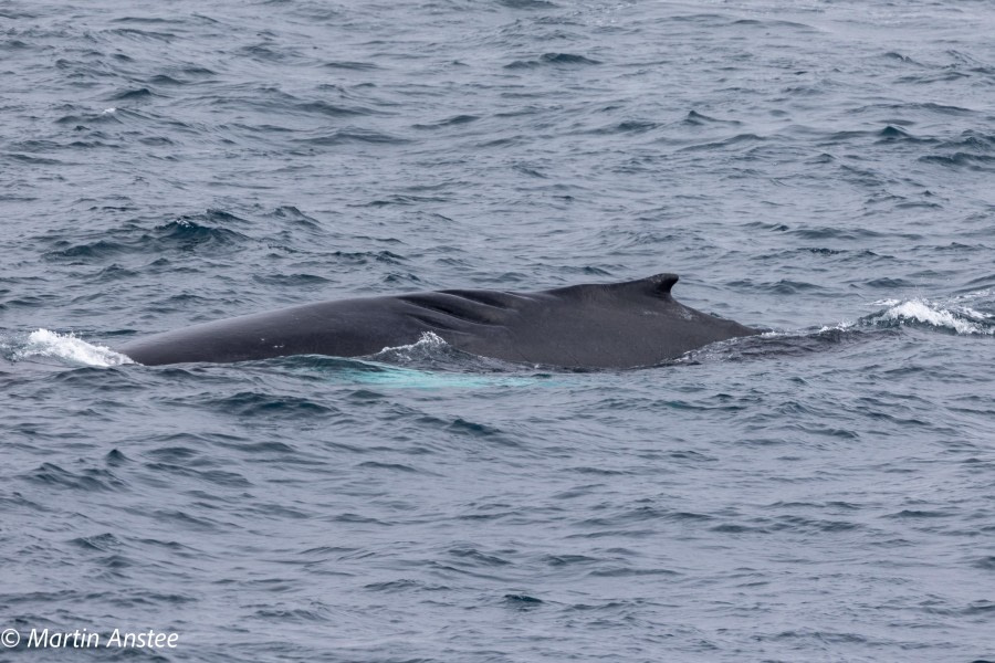 OTL23-23, Day 8, Whales 8 © Martin Anstee - Oceanwide Expeditions.jpg