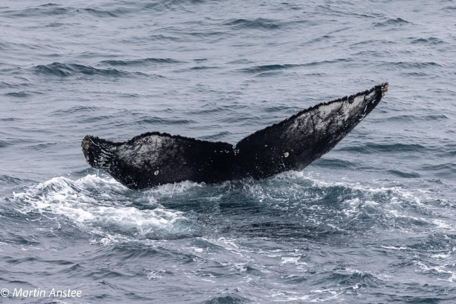 OTL23-23, Day 8, Whales 10 © Martin Anstee - Oceanwide Expeditions.jpg