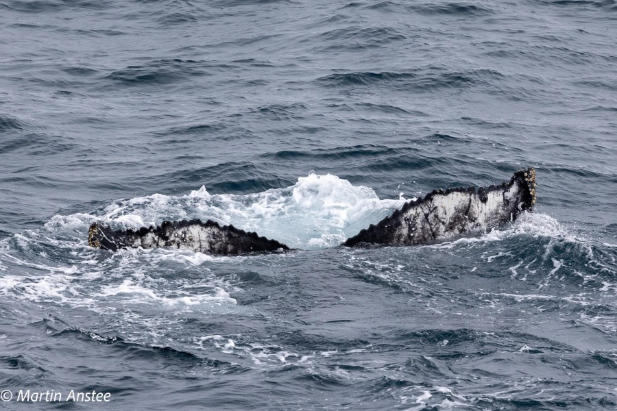 OTL23-23, Day 8, Whales 11 © Martin Anstee - Oceanwide Expeditions.jpg
