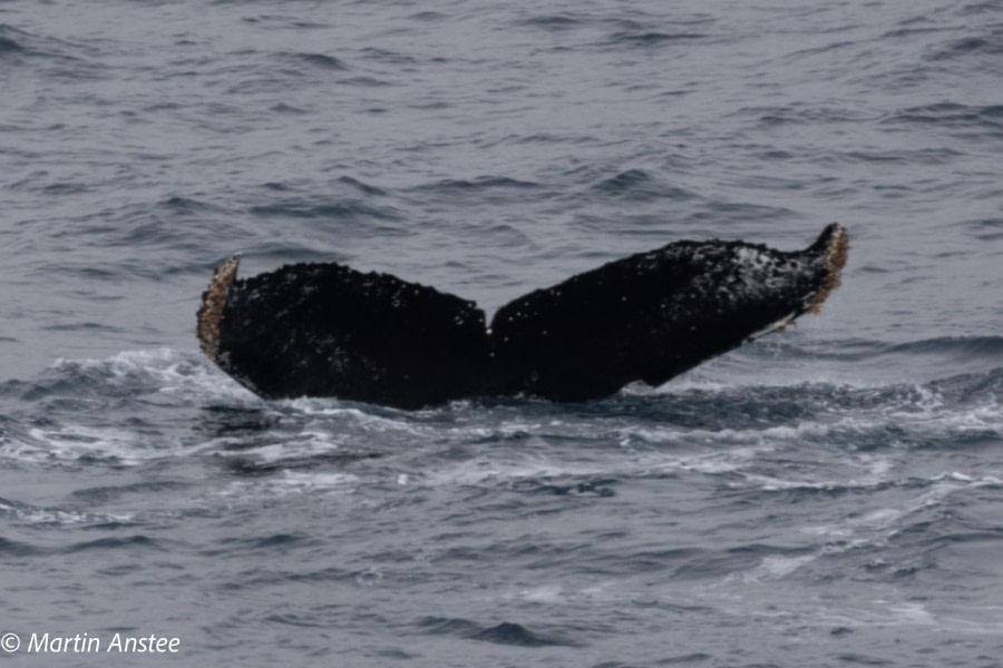 OTL23-23, Day 8, Whales 14 © Martin Anstee - Oceanwide Expeditions.jpg