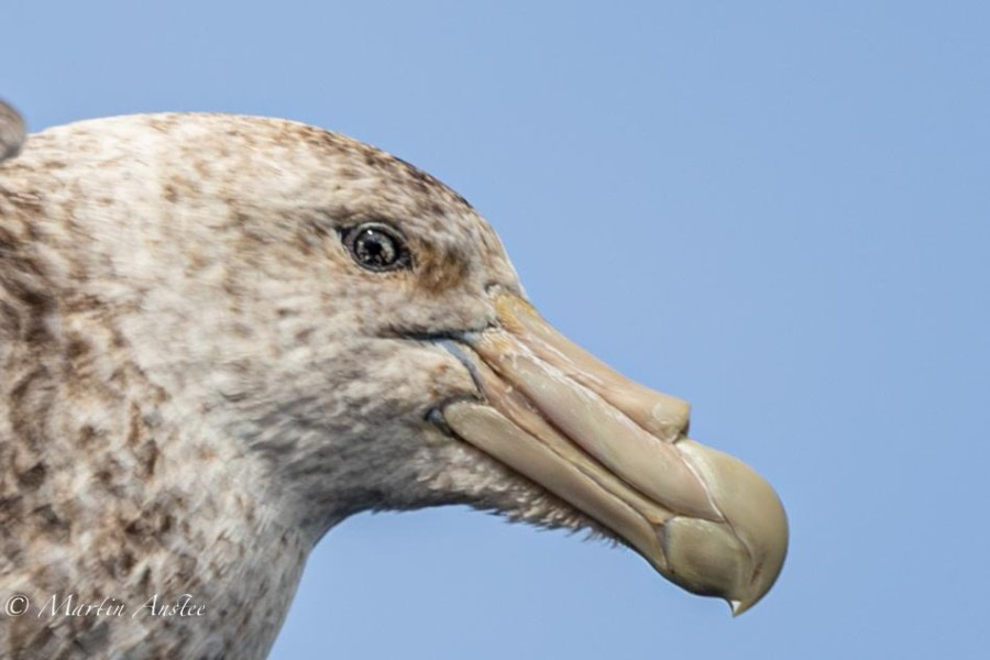 OTL23-23, Day 9, Giant Petrel 2 © Martin Anstee - Oceanwide Expeditions.jpg