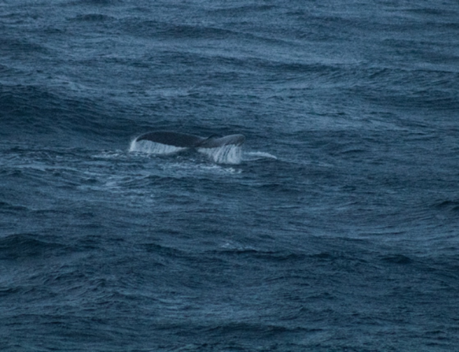 HDS23-23, Day 3, Picture2. © Unknown photographer - Oceanwide Expeditions.png