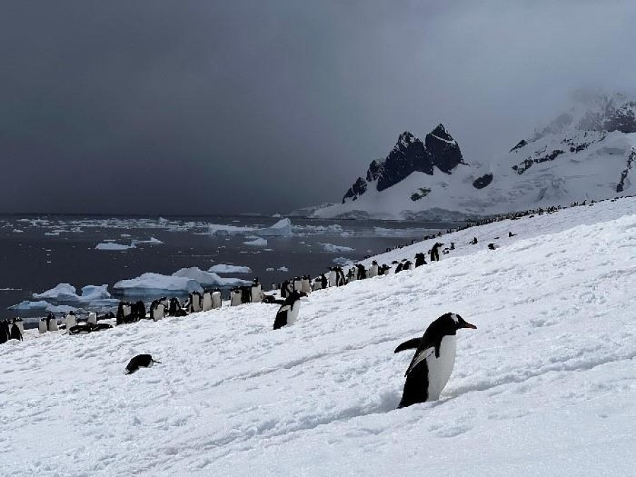 HDS23-23, Day 6, Picture7. © Unknown photographer - Oceanwide Expeditions.jpg