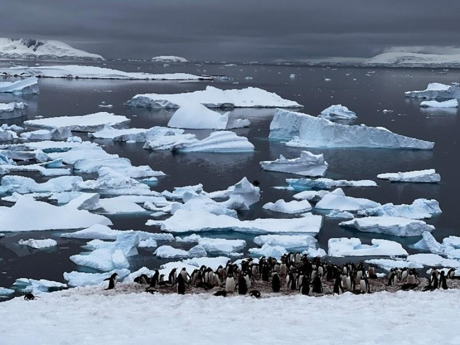 HDS23-23, Day 10, Picture15. © Unknown photographer - Oceanwide Expeditions.jpg