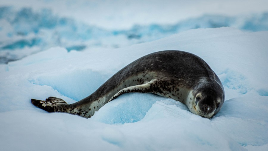 HDS23-23, LYR_0173 © Alexander Romanovskiy - Oceanwide Expeditions.jpg