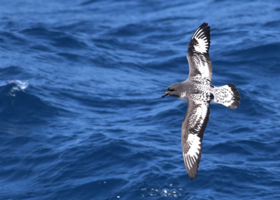 PLA23-23, Day 2, Cape Petrel © Unknown photographer - Oceanwide Expeditions.png