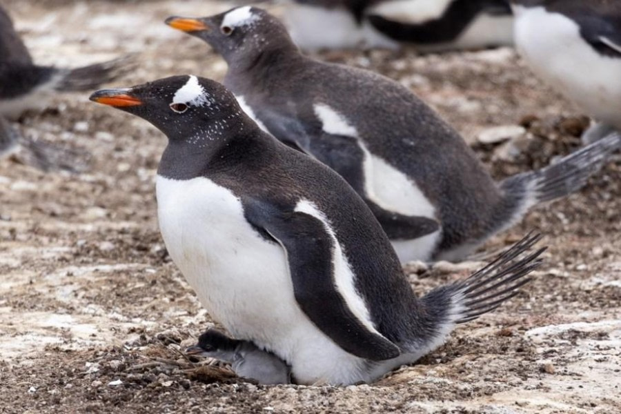 PLA23-23, Day 3, Gentoo Penguins © Unknown photographer - Oceanwide Expeditions.jpg