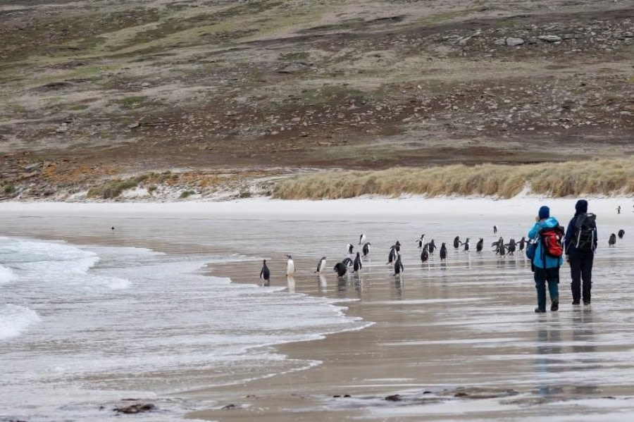 Falkland Islands - New Island, Coffin Harbour