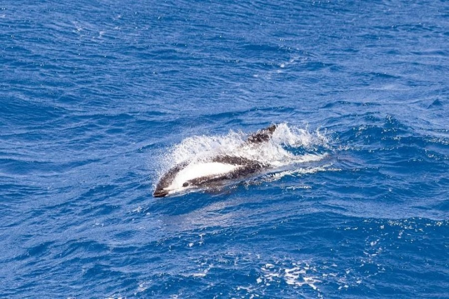 PLA23-23, Day 5, Hourglass dolphin © Unknown photographer - Oceanwide Expeditions.jpg