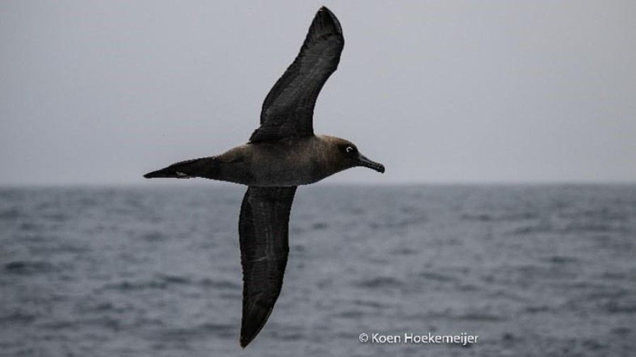 PLA23-23, Day 5, Light-Mantled Sooty Albatross © Koen Hoekemeijer - Oceanwide Expeditions.jpg