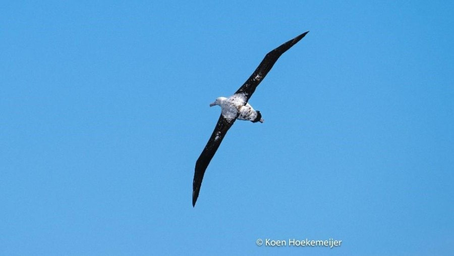 PLA23-23, Day 7, Southern Royal Albatross © Koen Hoekemeijer - Oceanwide Expeditions.jpg