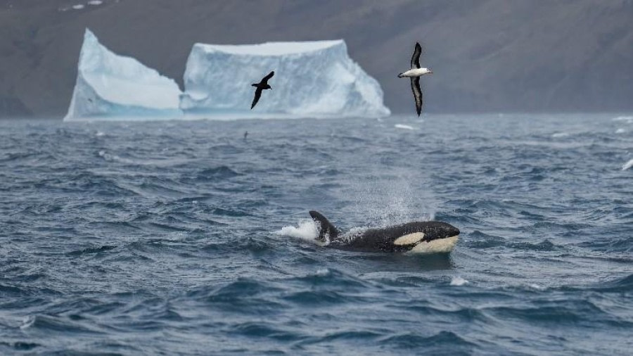 PLA23-23, Day 8, Orca © Koen Hoekemeijer - Oceanwide Expeditions.jpg