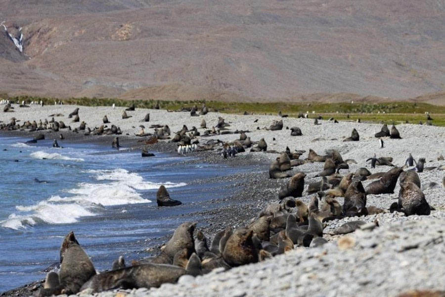 PLA23-23, Day 9, Fur Seals © Unknown photographer - Oceanwide Expeditions.jpg