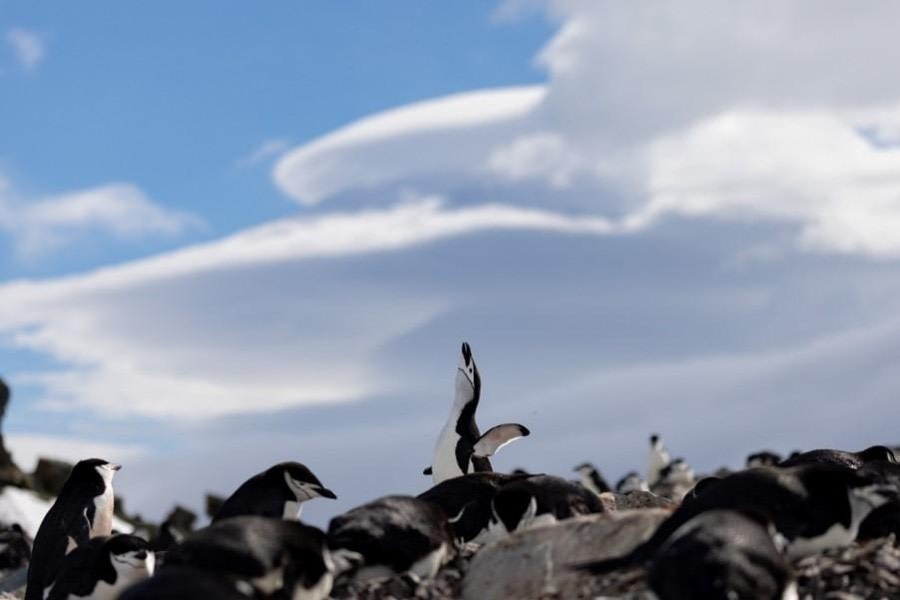 PLA23-23, Day 15, Chinstrap Penguins 2 © Unknown photographer - Oceanwide Expeditions.jpg