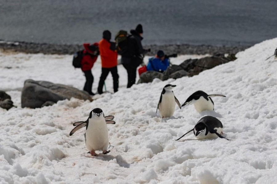 PLA23-23, Day 16, Chinstrap Penguins © Unknown photographer - Oceanwide Expeditions.jpg