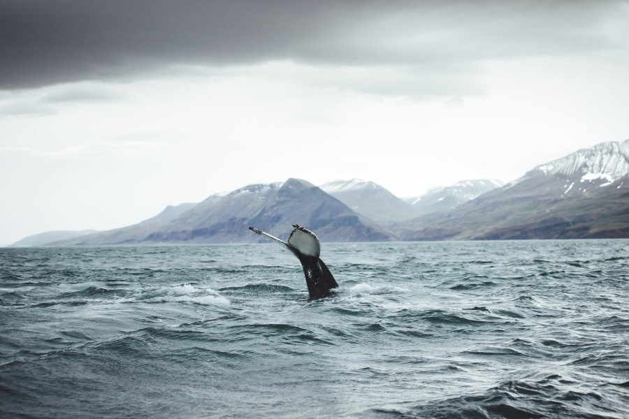 Whale Watching-1.jpg