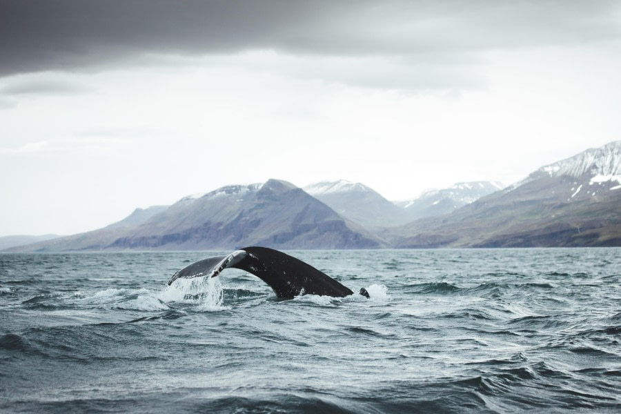 Whale Watching-2.jpg