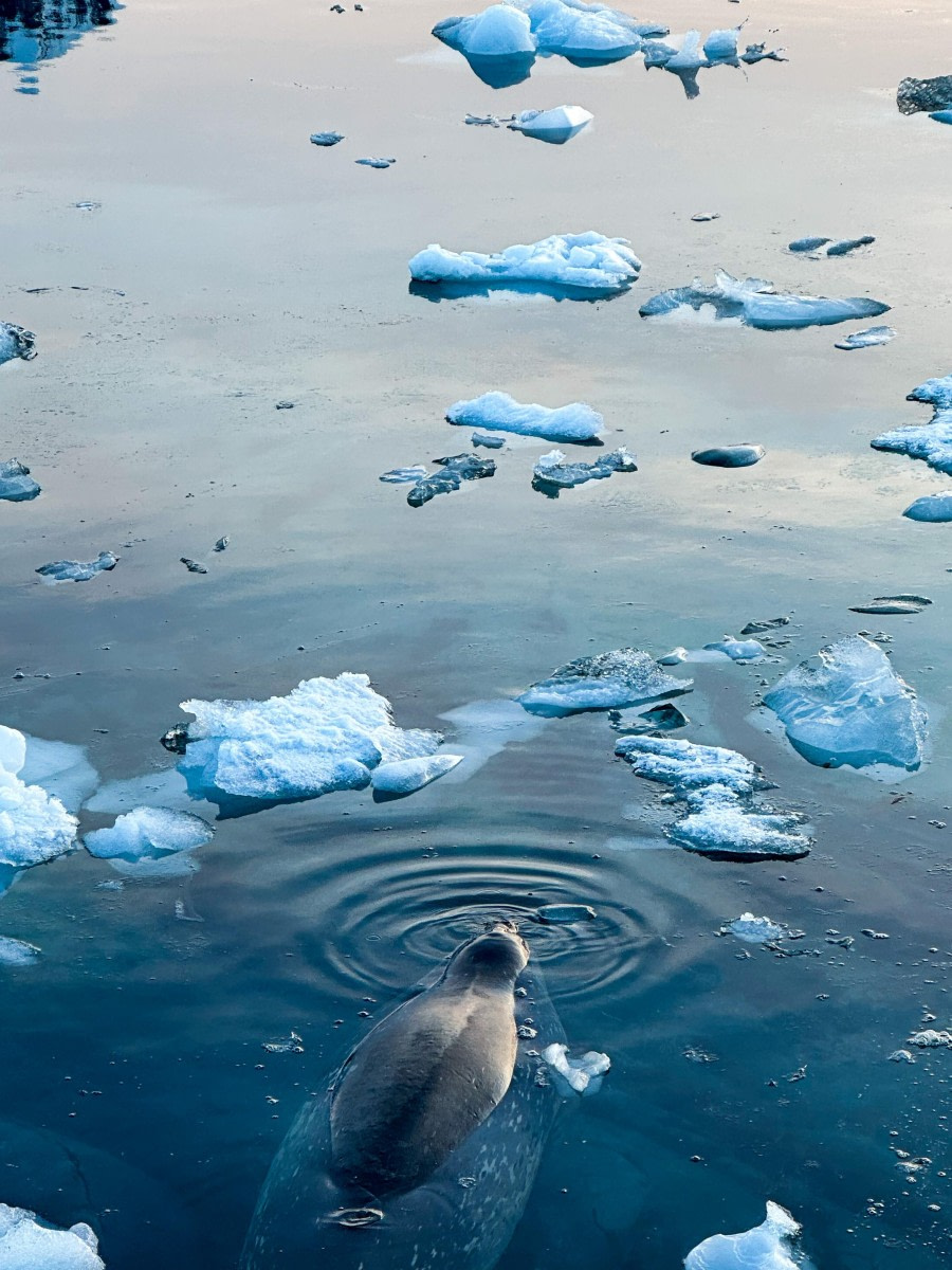 OTL24-23, Day 6, Seal © Unknown photographer - Oceanwide Expeditions.JPEG