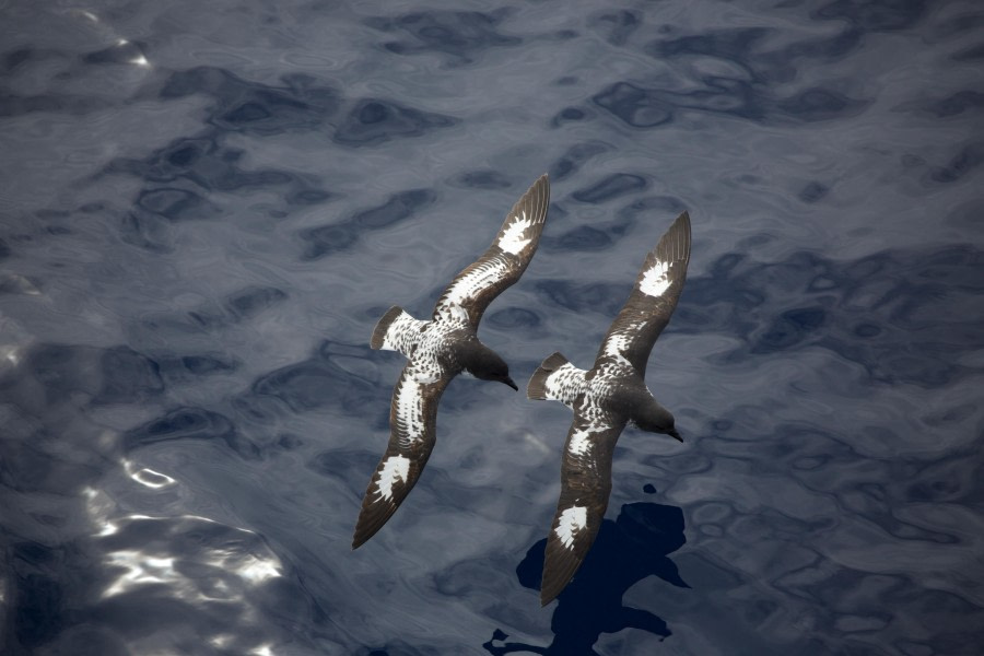 Drake Passage