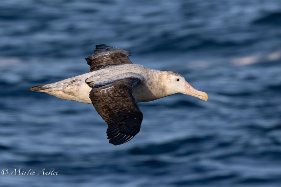 At Sea towards Antarctica