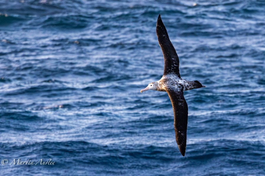 OTL24-23, Day 2, Wandering Albatross 3 © Martin Anstee Photography - Oceanwide Expeditions.jpg