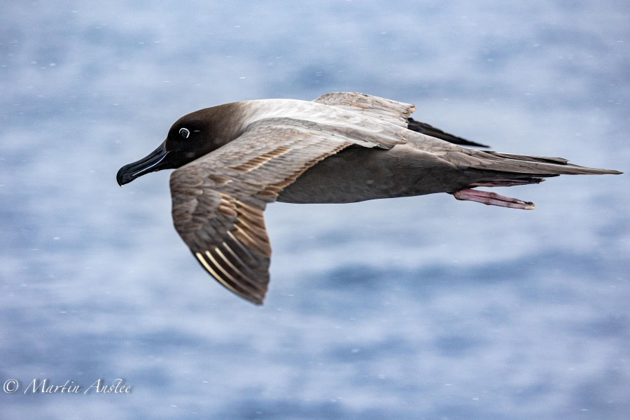 OTL24-23, Day 3, Light Mantled 2 © Martin Anstee Photography - Oceanwide Expeditions.jpg