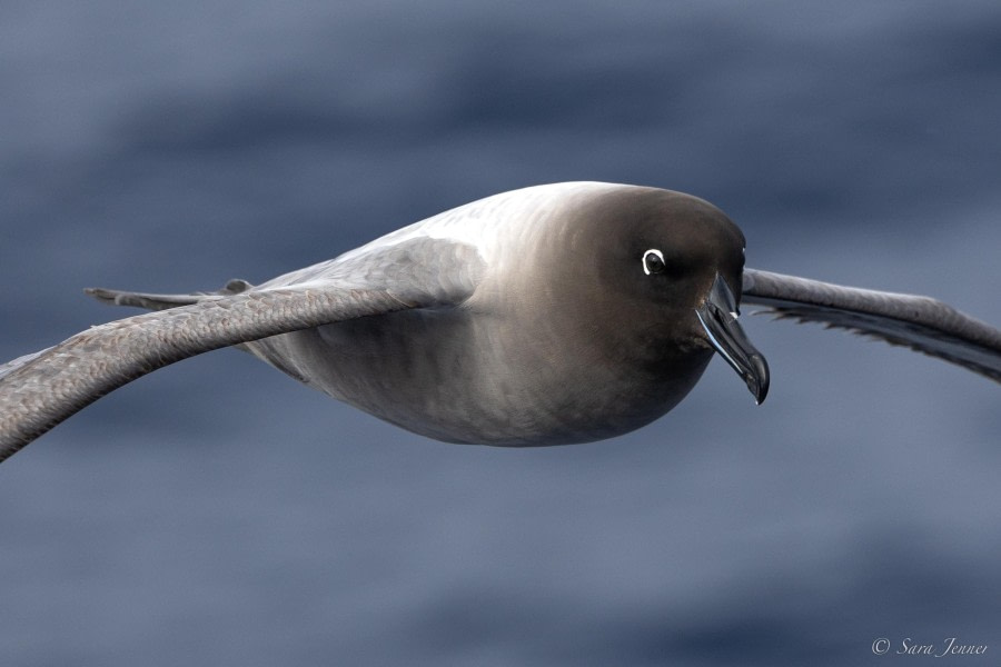 OTL24-23, Day 3, Light Mantled Sooty Albatross © Sara Jenner - Oceanwide Expeditions.jpg