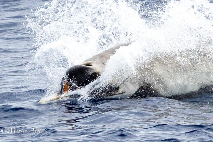 OTL24-23, Day 3, Strap-toothed Beaked Whale 2 © Martin Anstee Photography - Oceanwide Expeditions.jpg