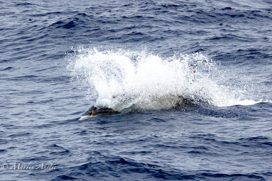 OTL24-23, Day 3, Strap-toothed Beaked Whale 4 © Martin Anstee Photography - Oceanwide Expeditions.jpg