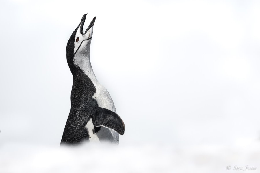 OTL24-23, Day 4, Chinstrap Penguin © Sara Jenner - Oceanwide Expeditions.jpg