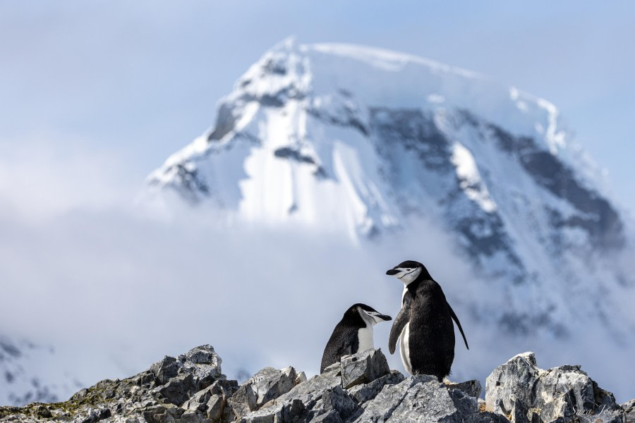 OTL24-23, Day 4, Chinstrap Penguins 2 © Sara Jenner - Oceanwide Expeditions.jpg