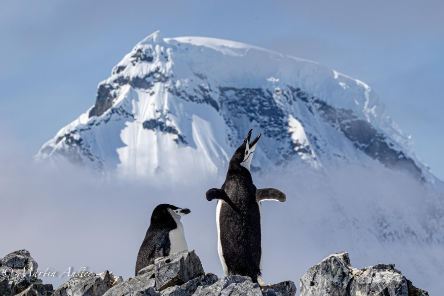 OTL24-23, Day 4, Chinstraps 2 © Martin Anstee Photography - Oceanwide Expeditions.jpg