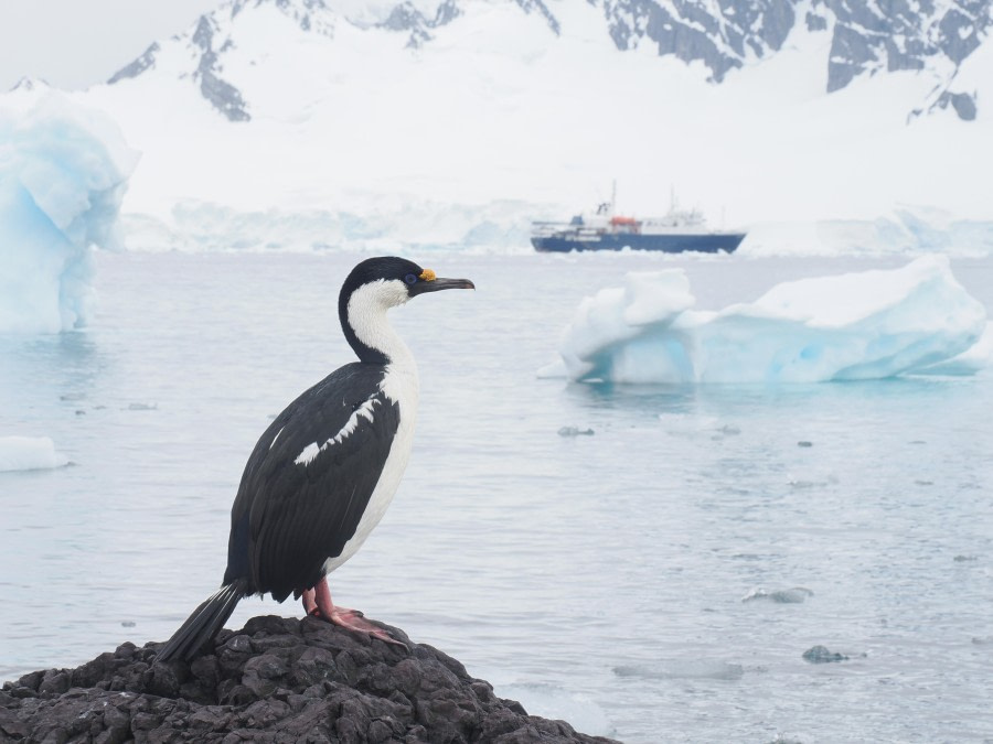 OTL24-23, Day 5, Blue-eyed shag © Andy Perkins Mountain Guide - Oceanwide Expeditions.JPG