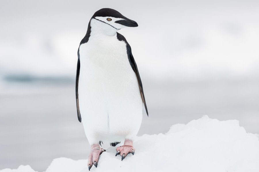 OTL24-23, Day 5, Chinstrap Penguin © Unknown photographer - Oceanwide Expeditions.jpg