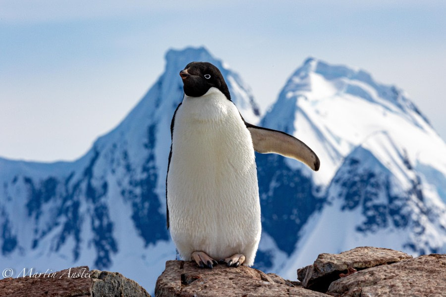 OTL24-23, Day 6, Adelie Penguin © Martin Anstee Photography - Oceanwide Expeditions.jpg