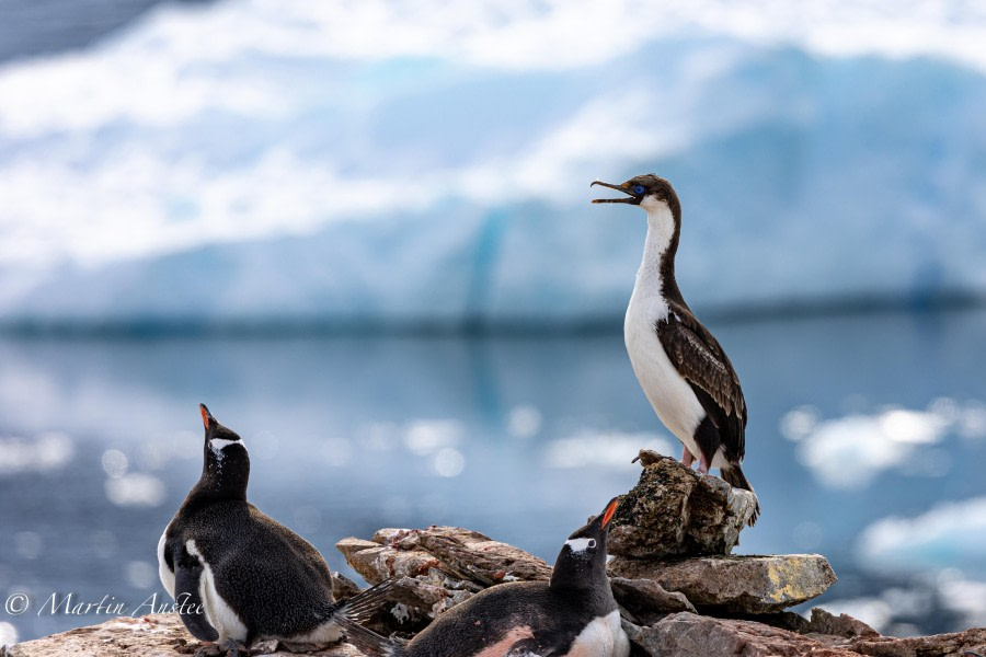 OTL24-23, Day 6, Blue-Eyed Shag and Gentoos © Martin Anstee Photography - Oceanwide Expeditions.jpg