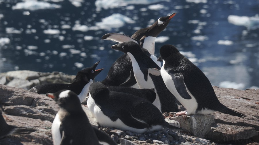 OTL24-23, Day 6, Gentoo penguins © Andy Perkins Mountain Guide - Oceanwide Expeditions.JPG